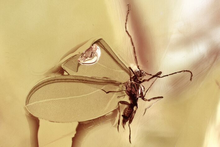 Fossil Winged Scale Insect (Coccoidea) in Baltic Amber #330688